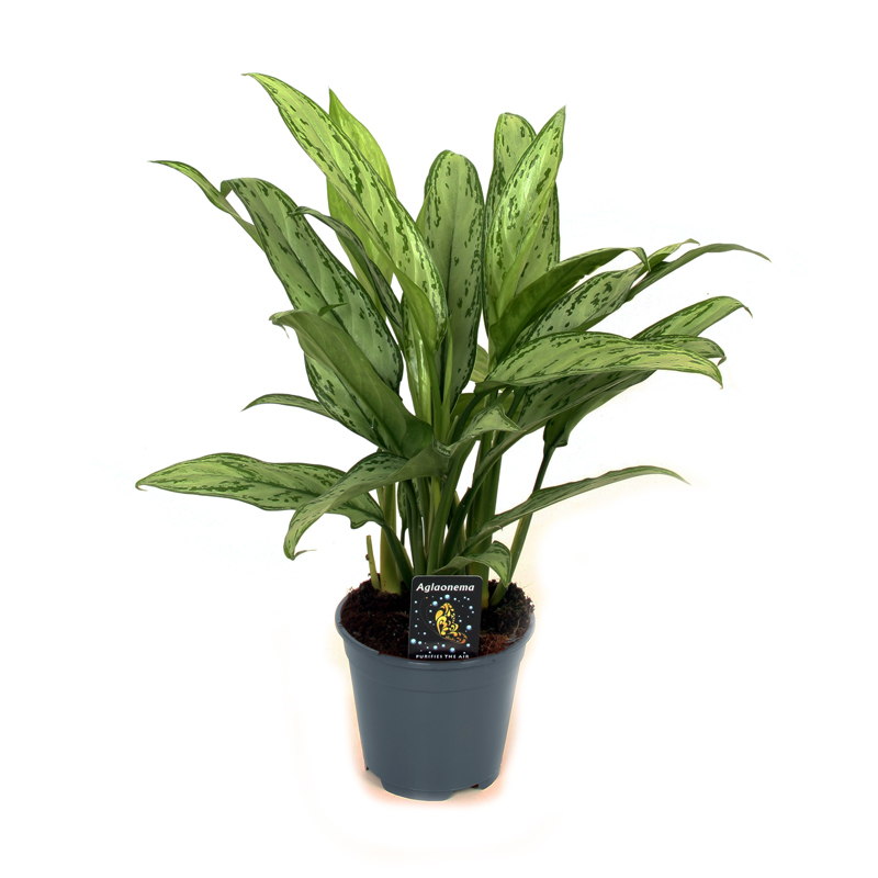 Аглаонема Сильвер Куин_1