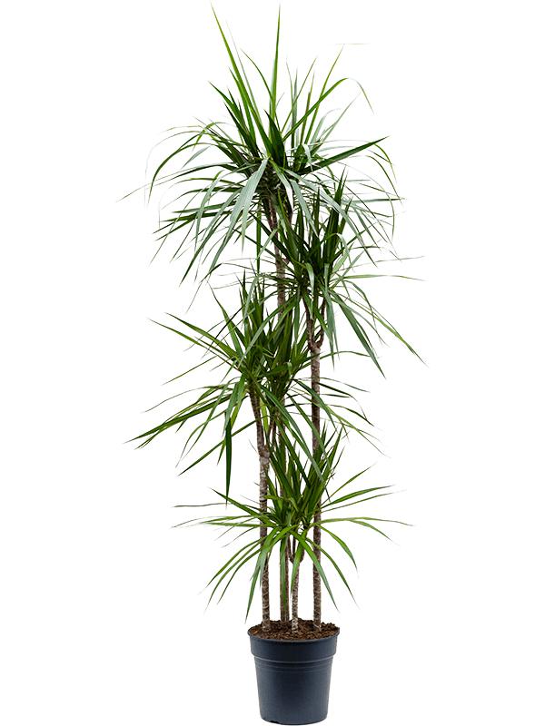 Драцена Маргината 4 ствола_