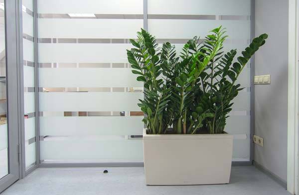 Композиция из замиакулькасов в кашпо Lechuza Cararo_