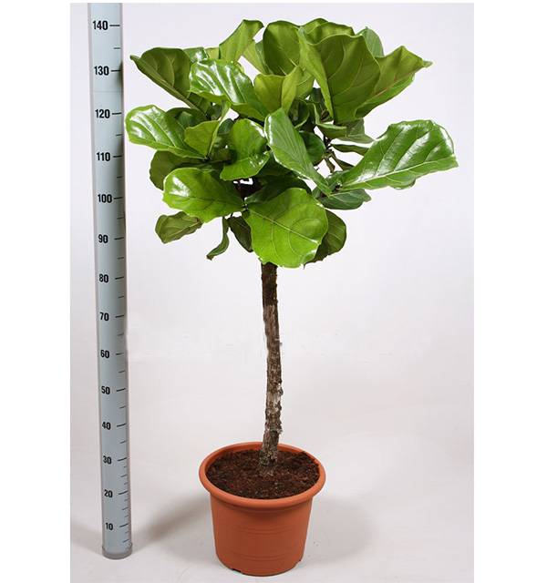 Фикус Лирата штамб_2