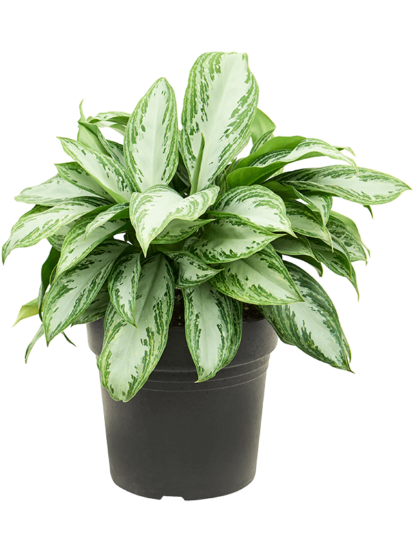 Аглаонема Сильвер Бей_2
