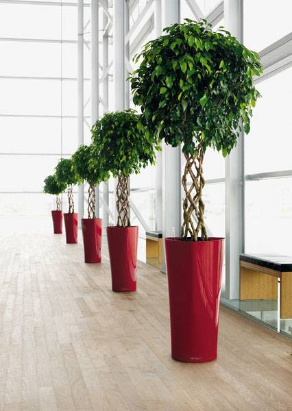 Фикус Бенжамина Экзотика Цилиндр_3