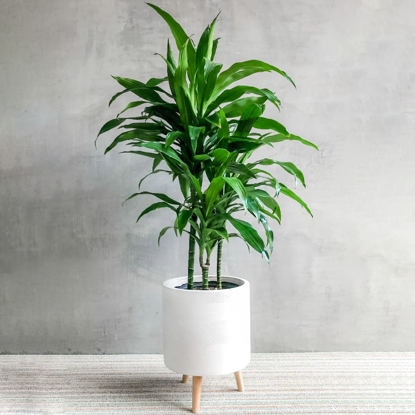 Драцена Джанет Крейг 3 ствола_1