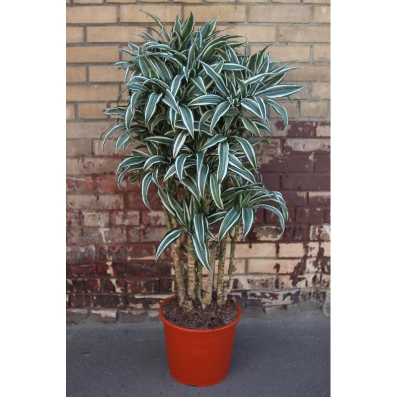 Драцена Уайт Джевел бранч_2