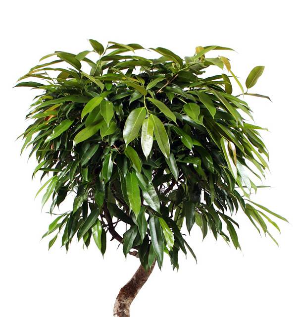 Фикус Биннедика Амстел Кинг спираль_