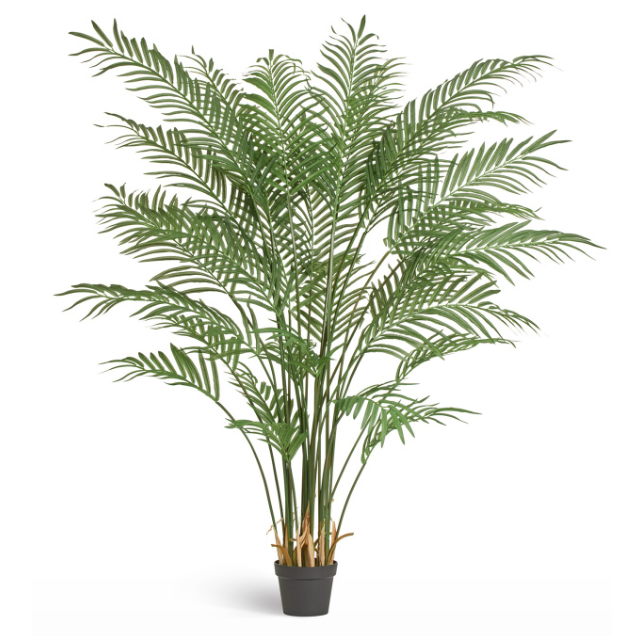 Пальма Арека Форест 170/200_1