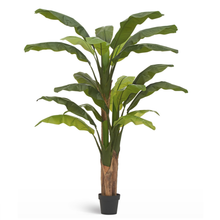 Банановое дерево_1