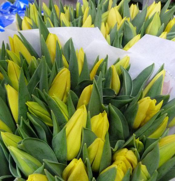 Тюльпаны в ассортименте_12