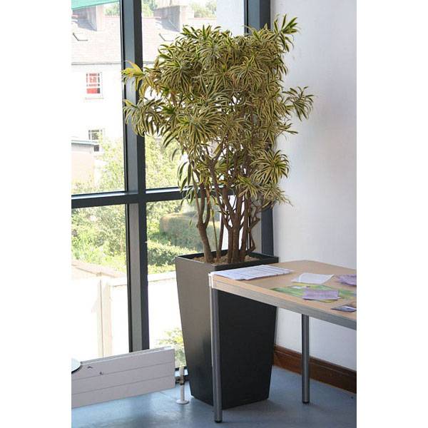 Драцена Песня Индии_6