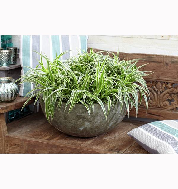 Хлорофитум Оушн_1