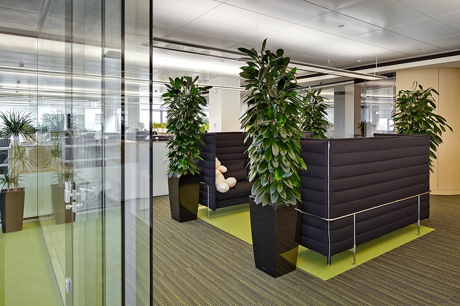 Растения для озеленения офиса