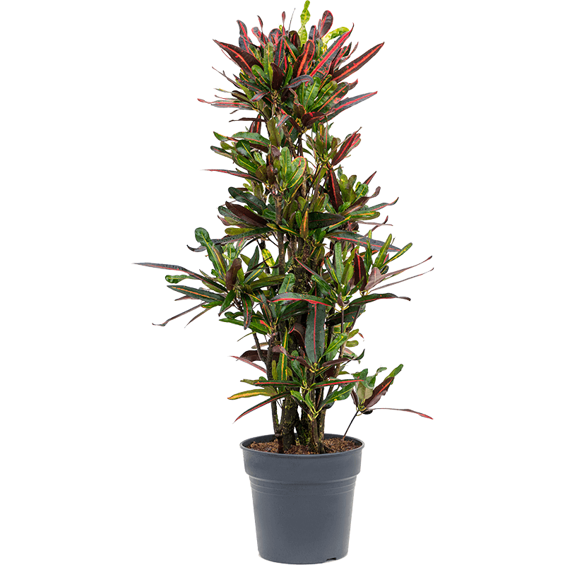 Кротон (Кодиеум) Мамми_1