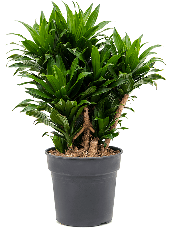 Драцена Компакта бранч_