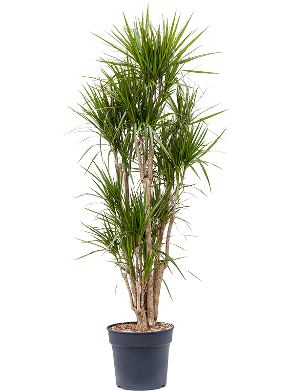 Драцена Маргината бранч_3