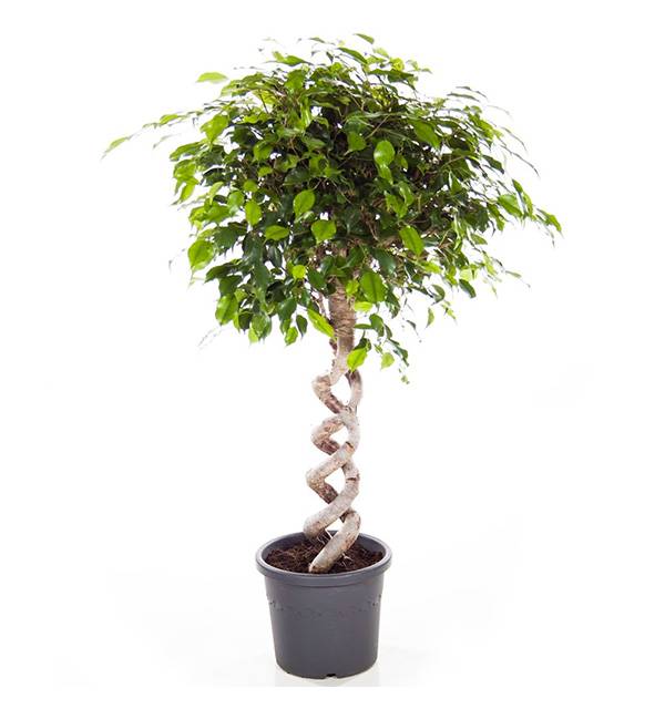 Фикус Бенжамина Экзотика Спираль двойная_2