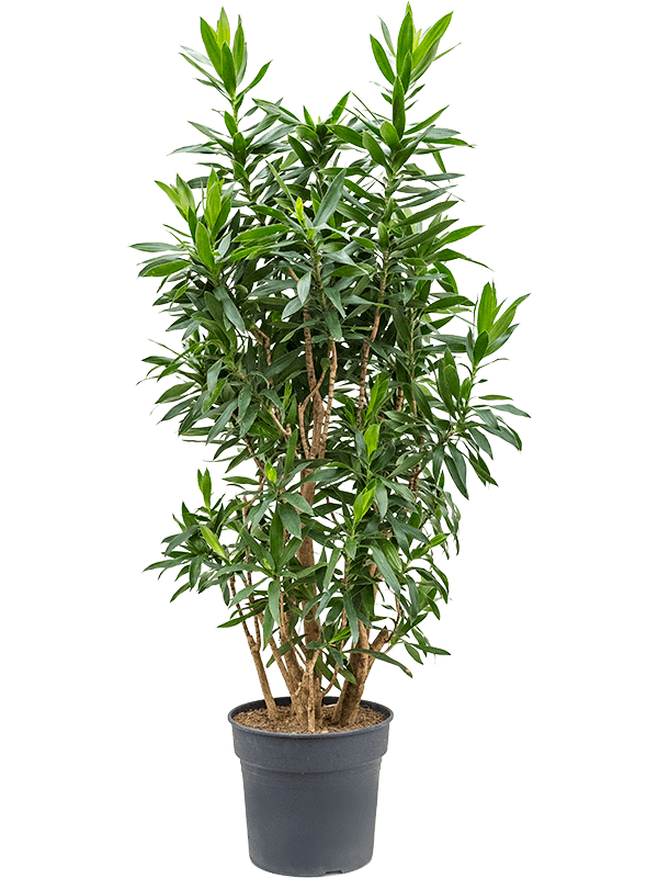 Драцена Песня Ямайки_2