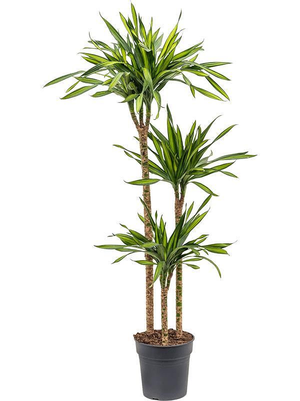 Драцена Рики 3 ствола_