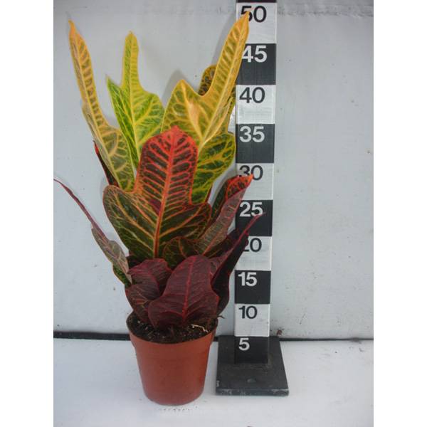 Кротон (Кодиеум) Экселент_