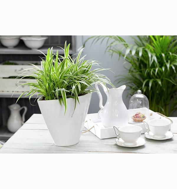 Хлорофитум Оушн_