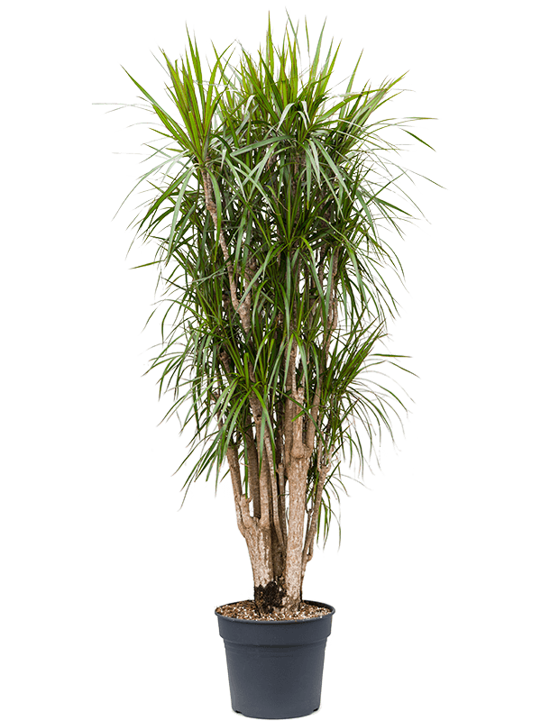 Драцена Маргината бранч_4