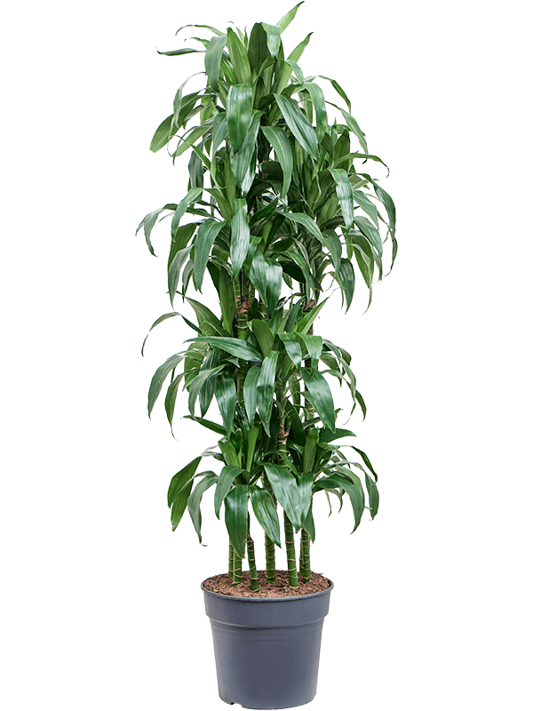 Драцена Джанет Крейг карусель_