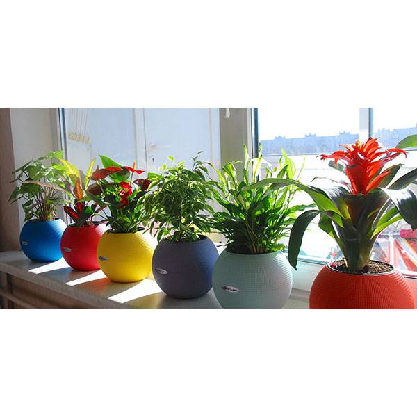 Сингониум в кашпо Lechuza Puro Color_1