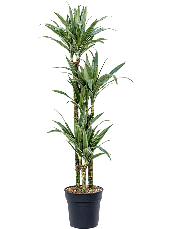 Драцена Варнески 3 ствола_