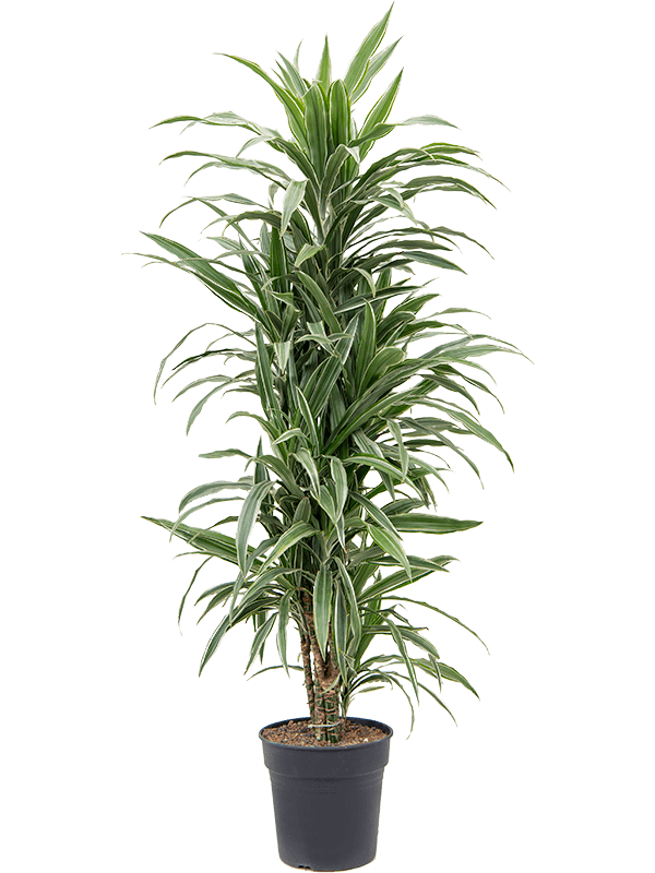 Драцена Варнески Бранч_1