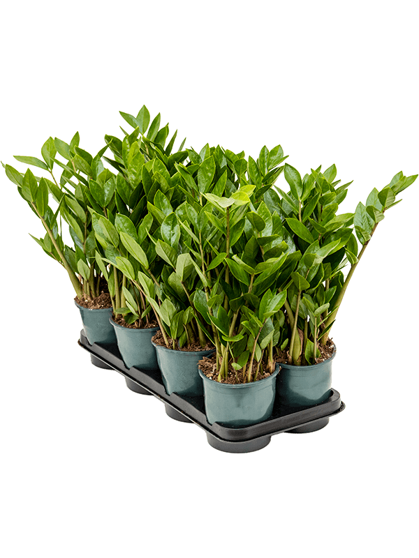 Замиокулькас
_1