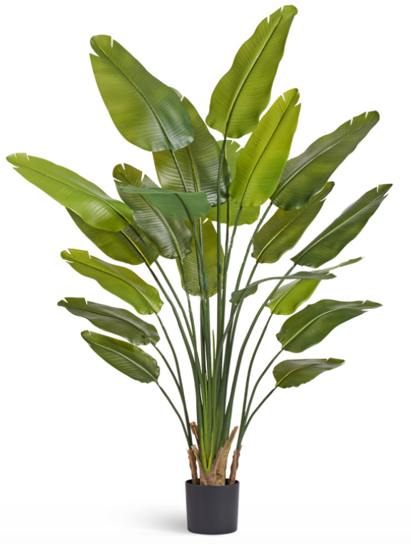 Стрелиция New Style (Sensitive Botanic)_1