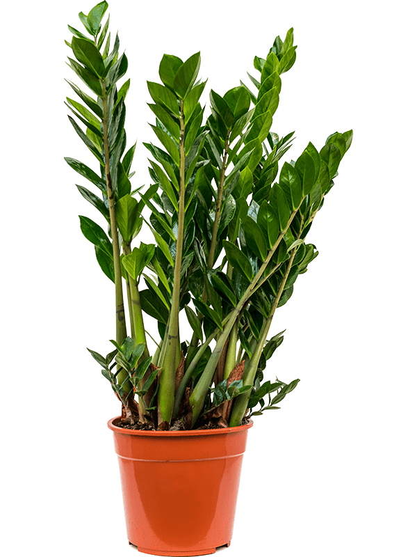 Замиокулькас
_