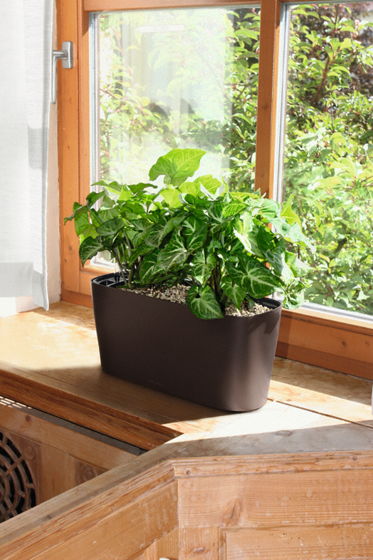 Сингониумы в кашпо Lechuza Delta 20_