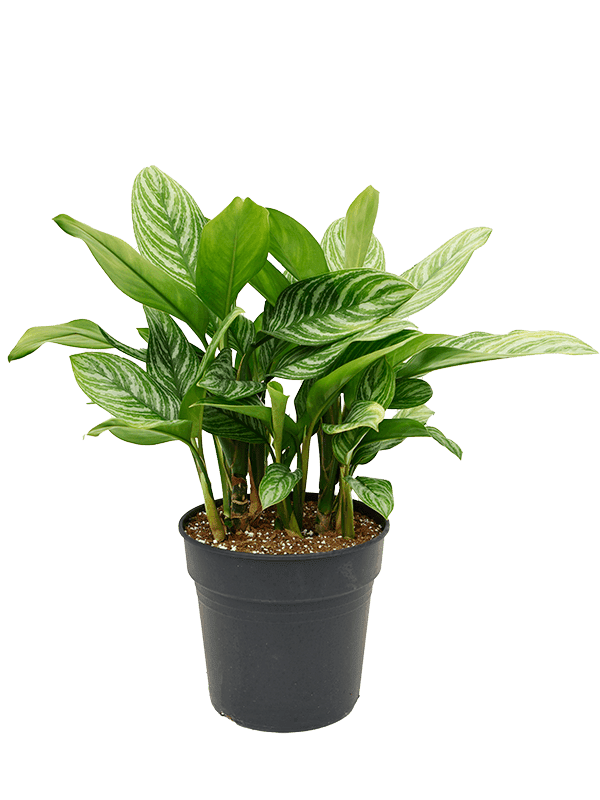 Аглаонема Страйпс_1