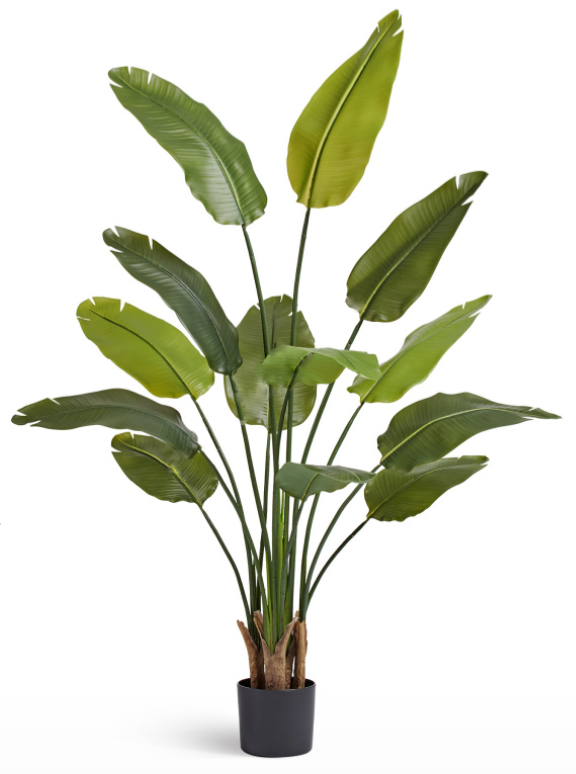 Стрелиция New Style (Sensitive Botanic)_