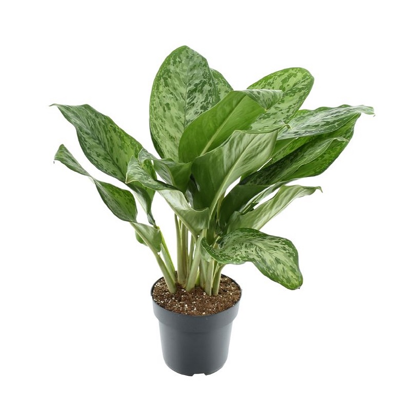 Аглаонема Гринлайт_2