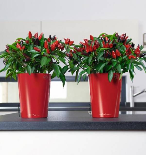 Кашпо Лечуза Дельтини (красный)_2