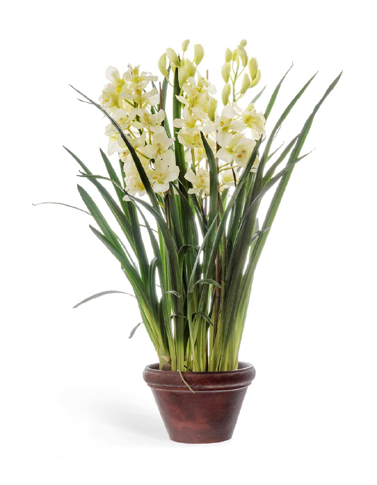 Орхидея кустистая фото