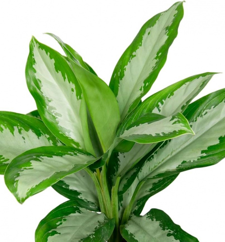 Аглаонема Паттайя Бьюти_2