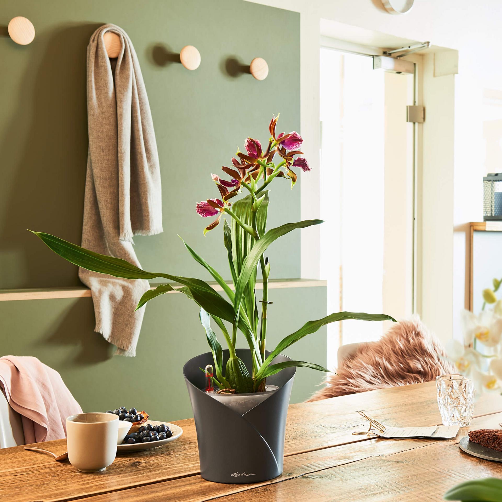 Как рассадить орхидею в домашних условиях: советы, фото