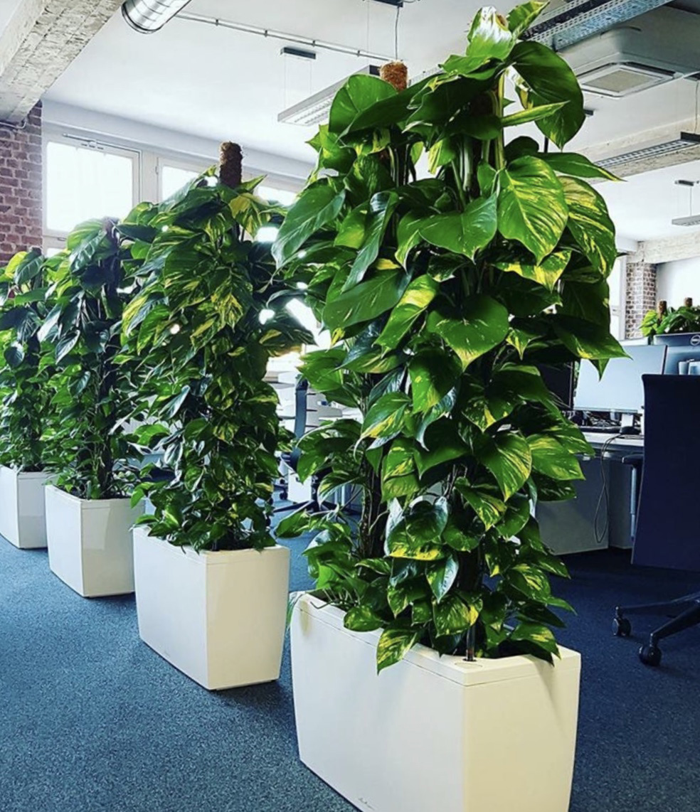 Какие растения подходят для офиса?