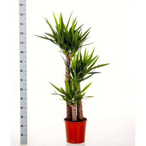 Юкка 3 ствола_