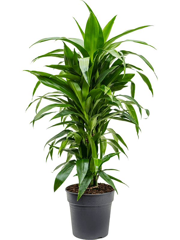 Драцена Джанет Крейг бранч_