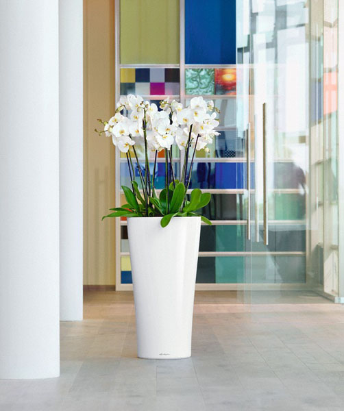 Орхидеи Фаленопсис в кашпо Lechuza Delta 40_