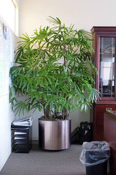 Пальма Рапис_5