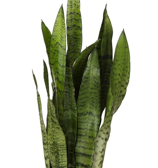 Сансевиерия Зелайника_1