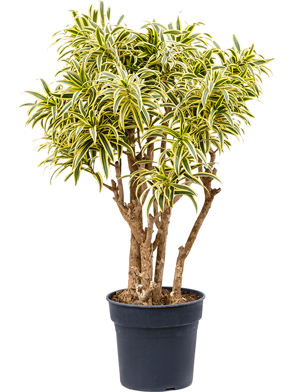 Драцена Песня Индии_