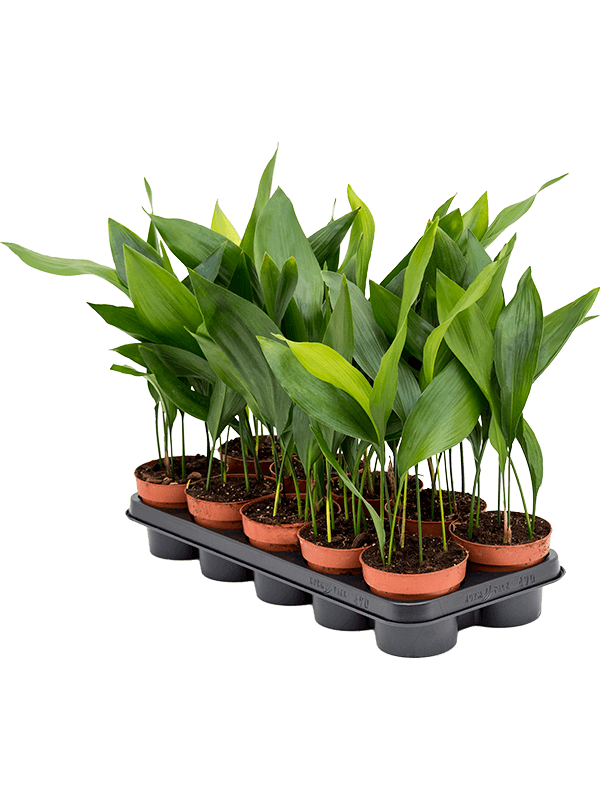 Аспидистра Элатиор_1