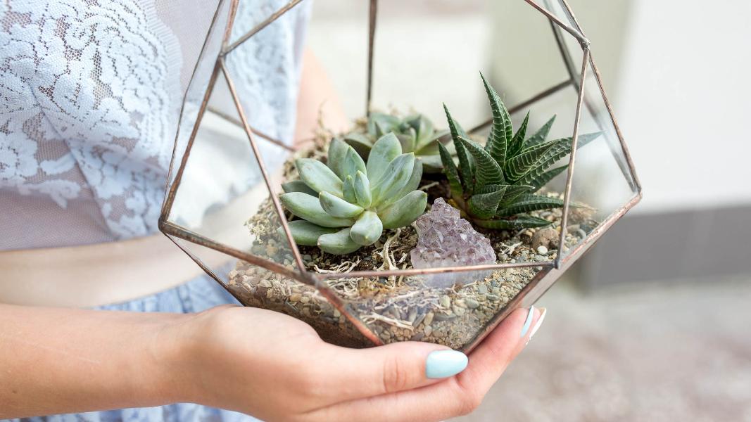 Живые растения – превосходная идея для подарка!