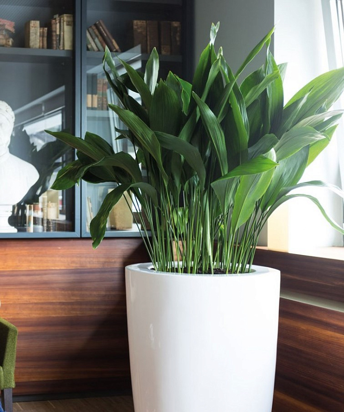 Аспидистра Элатиор_10