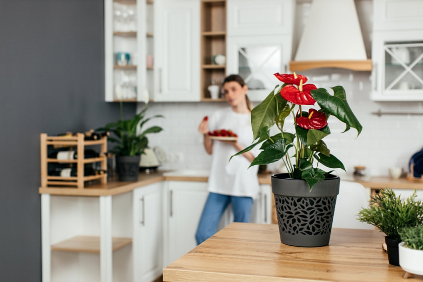 Кашпо Лепесток белый/белый_1